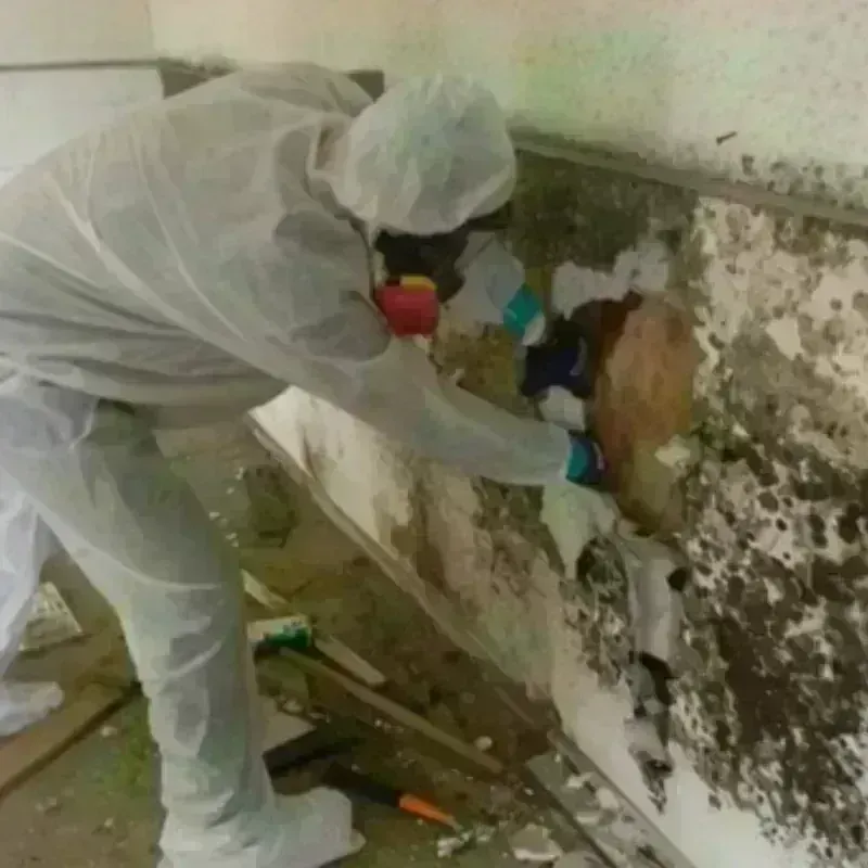 Mold Remediation and Removal in Wasco, CA